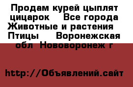 Продам курей цыплят,цицарок. - Все города Животные и растения » Птицы   . Воронежская обл.,Нововоронеж г.